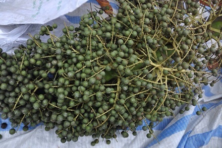 Vĩnh[-]Long:[-]Xôn[-]xao[-]cây[-]"lạ"[-]cho[-]hàng[-]vạn[-]quả